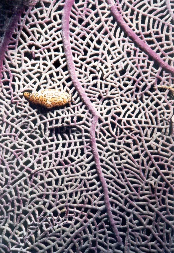 Night shot, flamingo tongue snail on fan coral