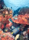 Cozumel, reef and fish