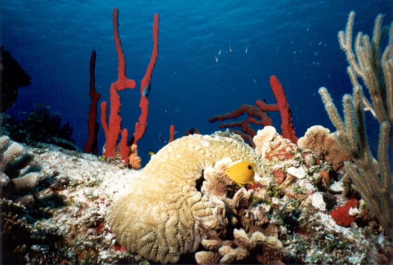 Brain coral, sponges and reef fish, Cozumel