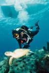 Diver and small turtle, Key Largo, Fl