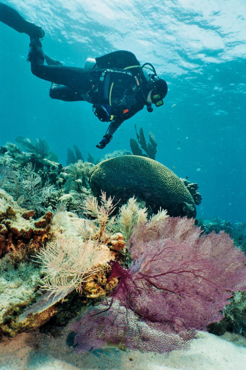 Diver hovering over coral head, Florida Keys