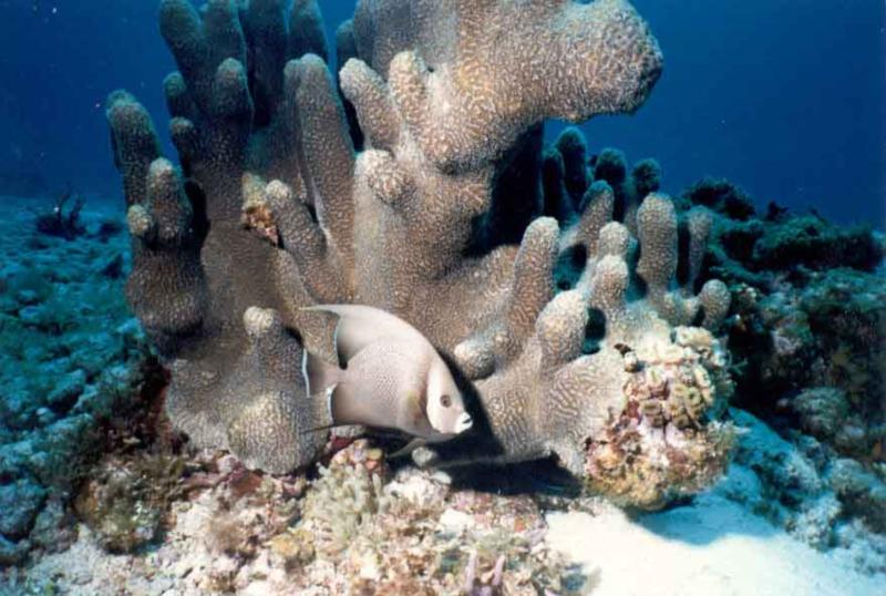 Gray angel and coral head