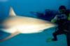 Shark! Bahamas