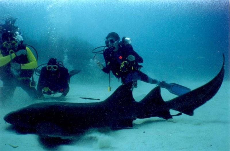 Nurse shark and divers