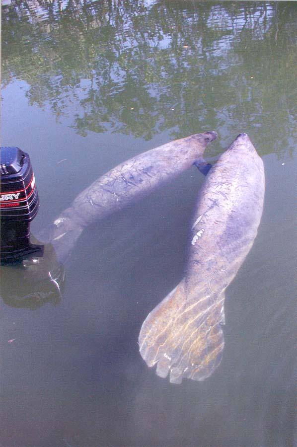 2 Manatees at our hotel pier