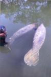 2 Manatees at our hotel pier