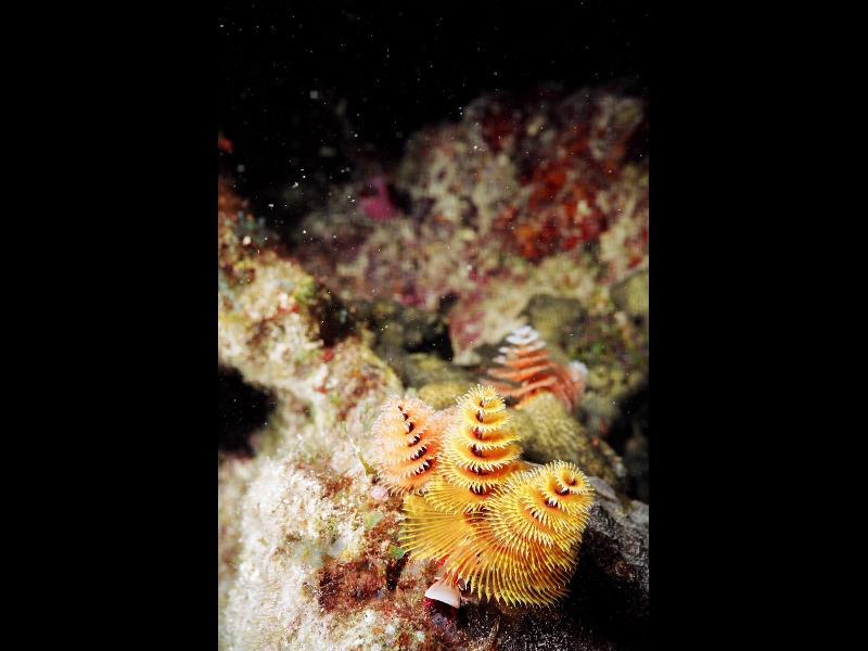 Christmas tree worms