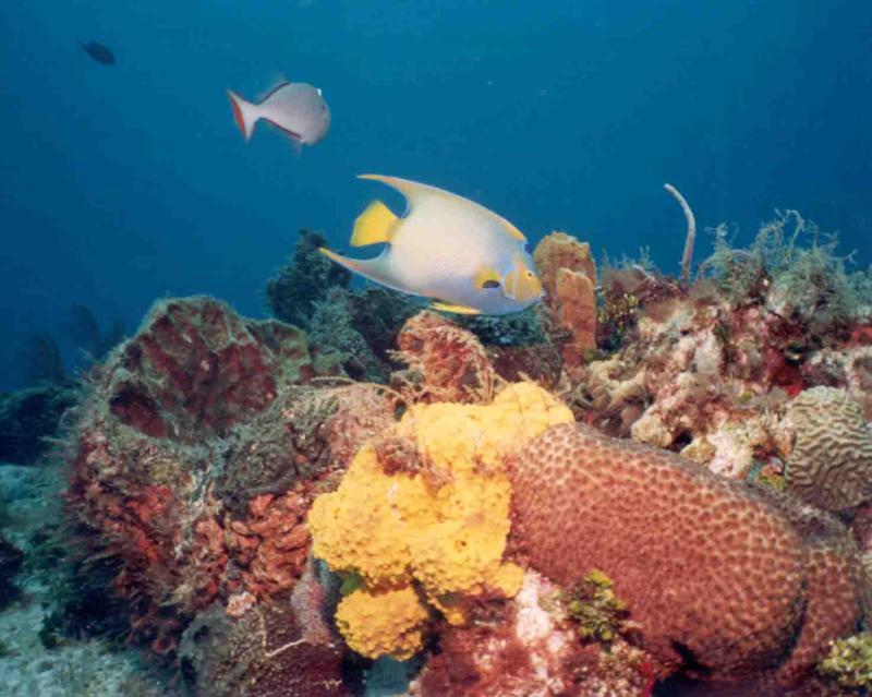 Queen angel, sponges and corals, Cozumel, MX