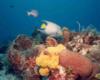 Queen angel, sponges and corals, Cozumel, MX