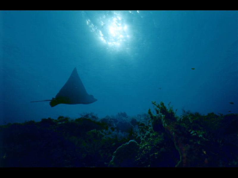 Eagle Ray along the wall, Cozumel, MX