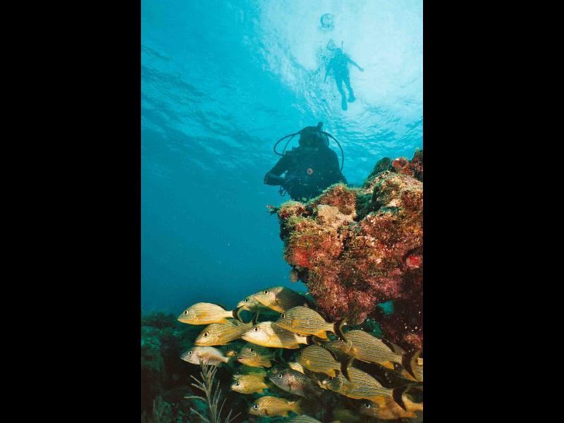 Snorkeler and diver watching grunts