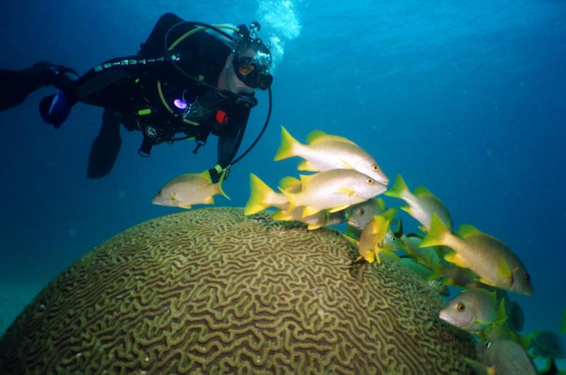 Snappers on large brain coral