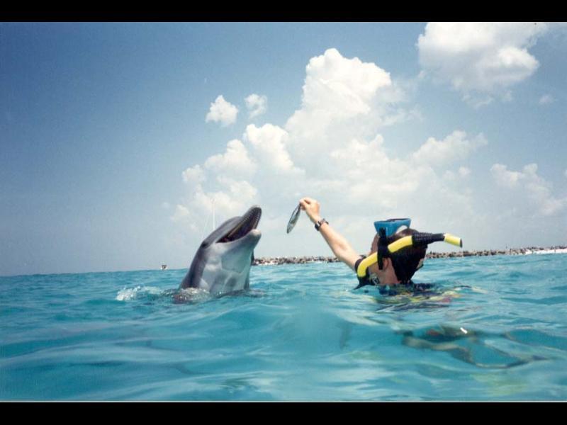 dolphin at the jetties, Panama City, FL