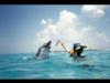 dolphin at the jetties, Panama City, FL