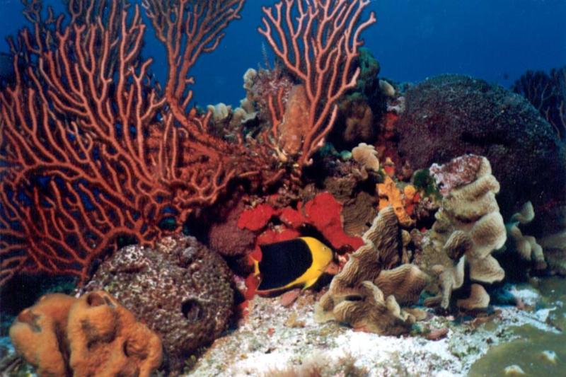 Rock Beauty in the coral, Cozumel, MX