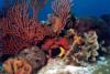 Rock Beauty in the coral, Cozumel, MX