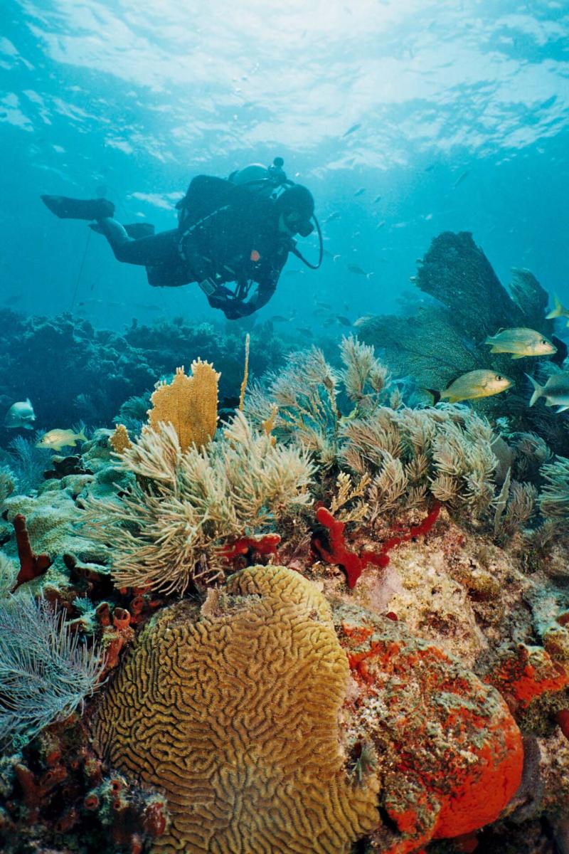 Shallow coral reef, Key Largo