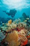 Shallow coral reef, Key Largo