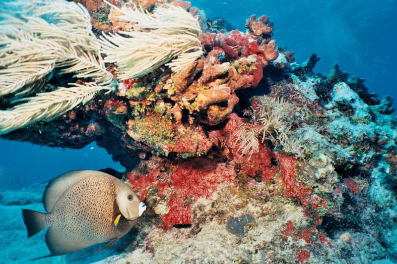 Gray angel in heavy current hiding behind coral head