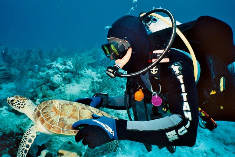 Small Turtle, Florida Keys