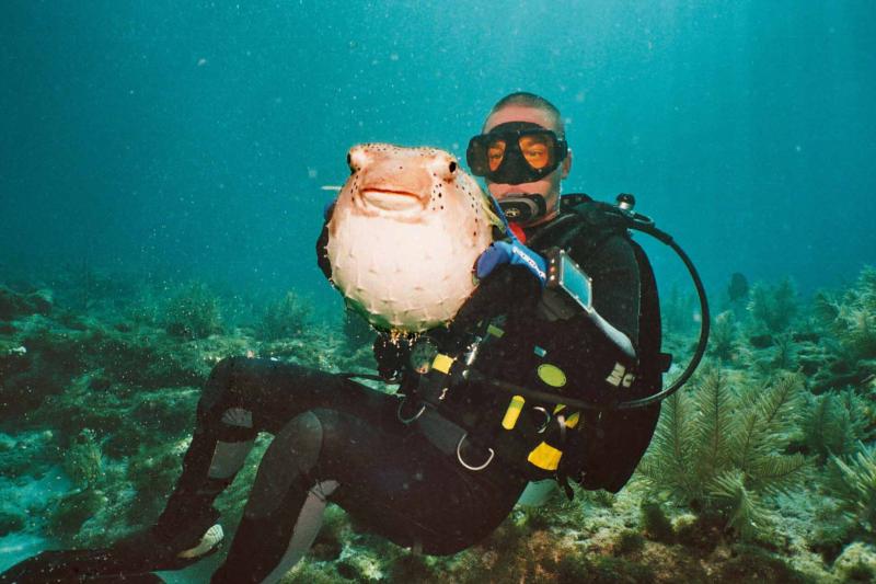 Large porcupine fish, Key Largo, Fl