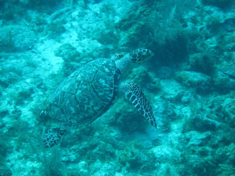 Riviera Maya Barcelo Sea Turtle