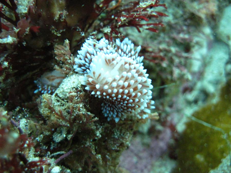 gas flame nudi