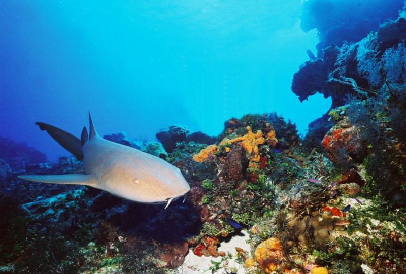 Santa Rosa Wall-Cozumel