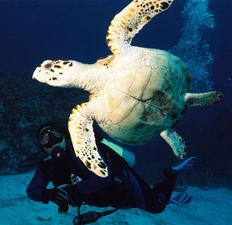 Dalila-Cozumel