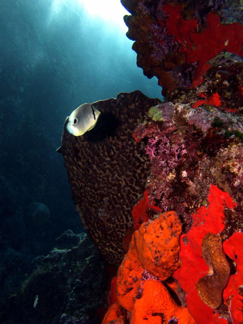 Coral Princess Wall-Cozumel