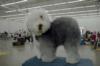 My Old English Sheepdog-My other passion