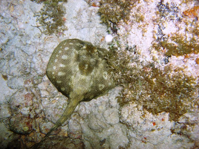 Small ray on night dive