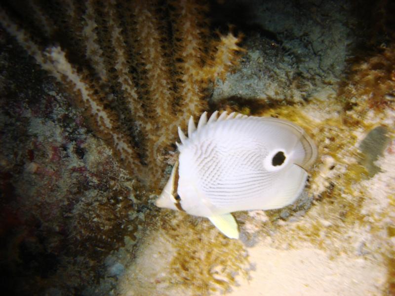 Spotted Butterfly Fish