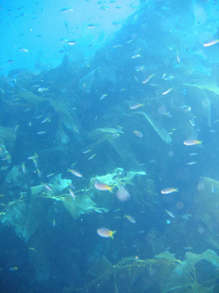 catalina kelp