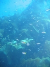 catalina kelp