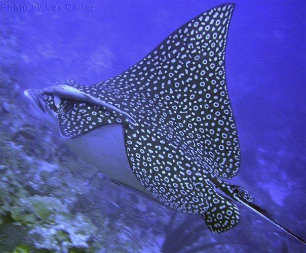 Spotted Eagle Ray  Belize