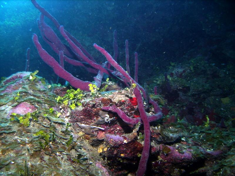 Catalinta Island, DR