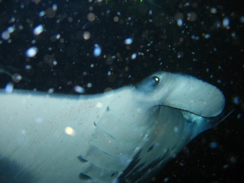 Manta Dive,  Kona