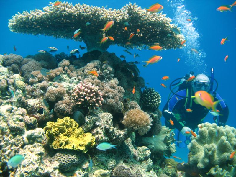 Red Sea Diving. Elat. Israel