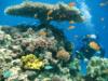 Red Sea Diving. Elat. Israel