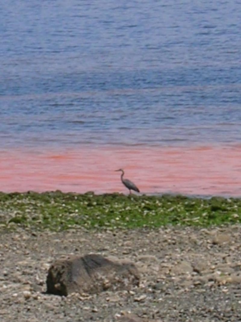 Red Tide Quadra Island BC