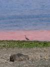 Red Tide Quadra Island BC