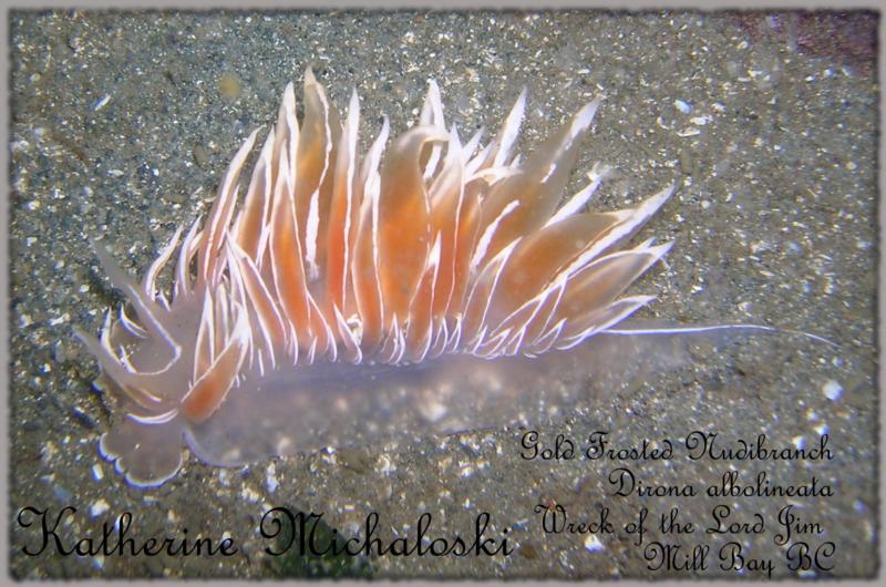 Mill Bay Gold Frosted Nudibranch  