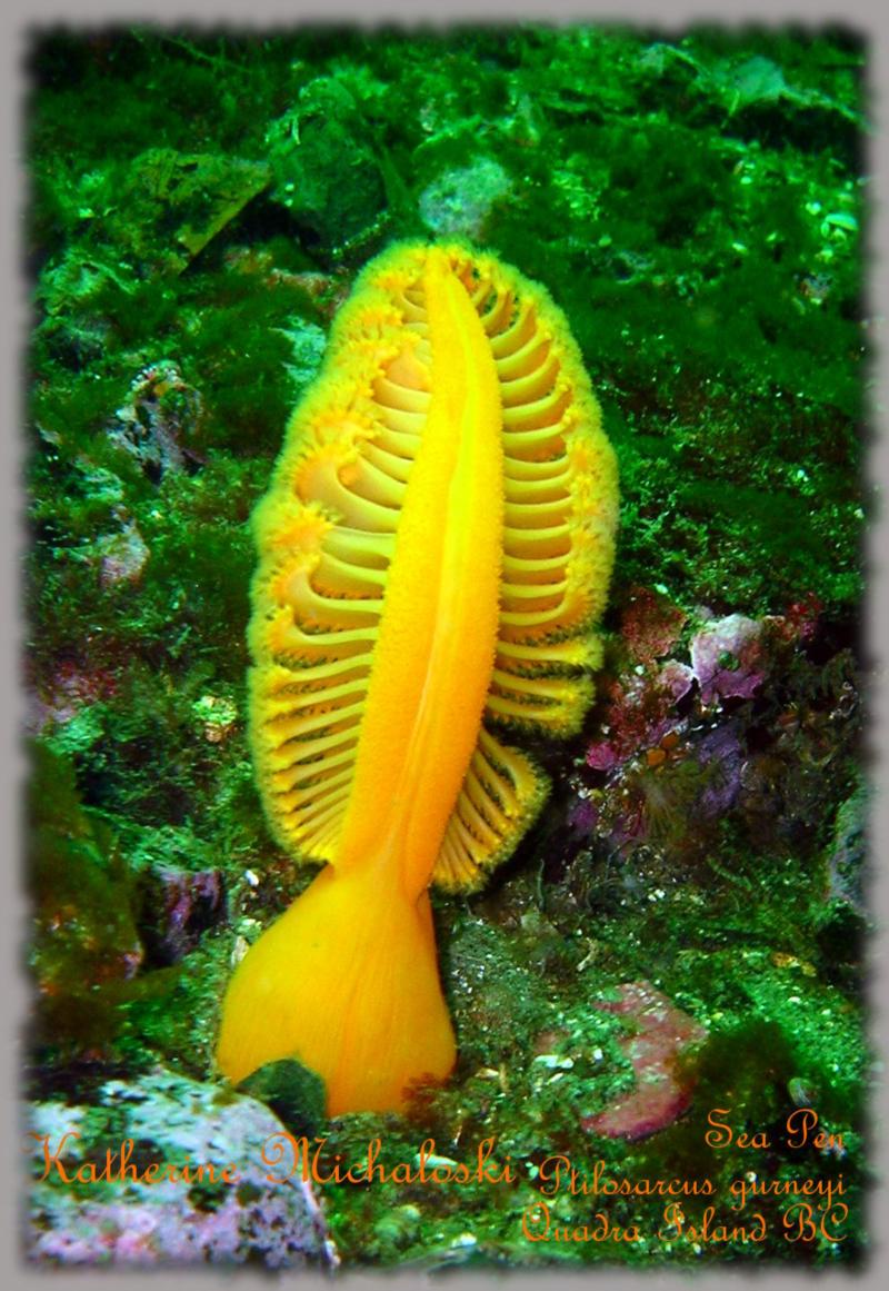 Quadra Island Sea Pen