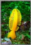 Quadra Island Sea Pen