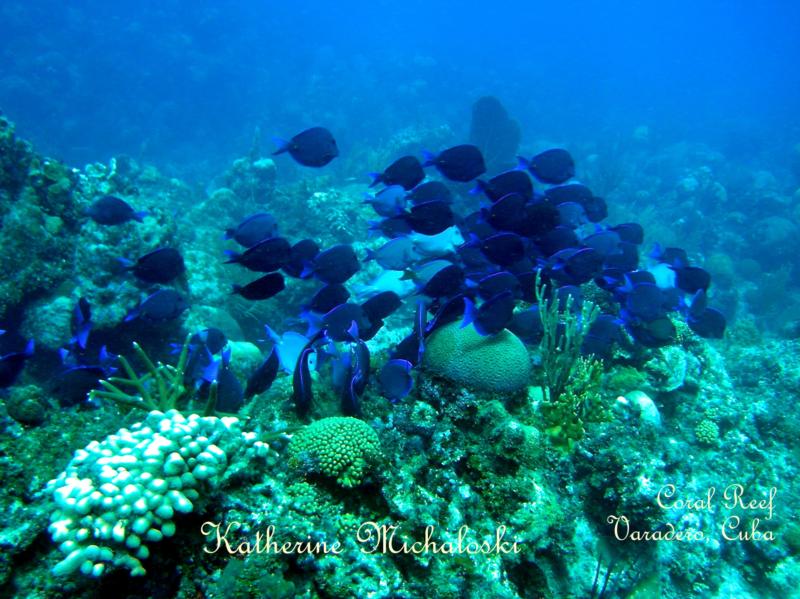 Varadero  Reef