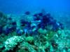 Varadero  Reef