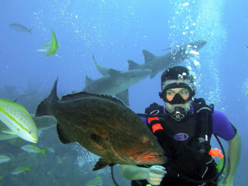 Diving with sharks (Belize)