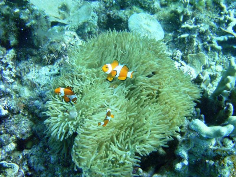 Anini-y - Nemo