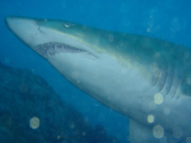 Grey Nurse shark ( cod Grounds NSW)